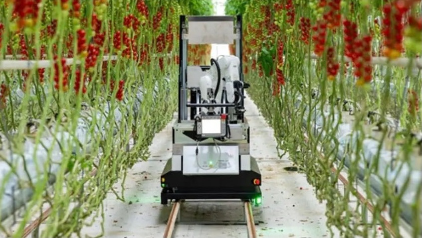 DENSO And Certhon Introduce Artemy, A Fully Automated Cherry Truss Tomato Harvesting Robot